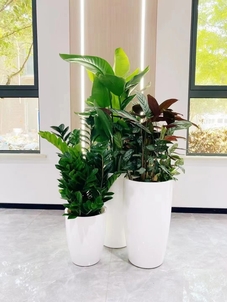 海曙绿化养护市场-慈溪绿植租赁品牌推广-奉化花卉租摆推广渠道-杭州湾植物摆放